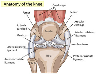 Anatomy. Structure knee joint vector - obrazy, fototapety, plakaty