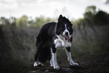 Border Collie on a walk in the park