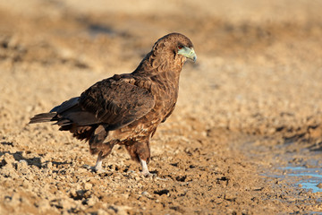 Bateleur eagle (Terathopius ecaudatus) at a waterhole, Kalahari desert, South Africa.