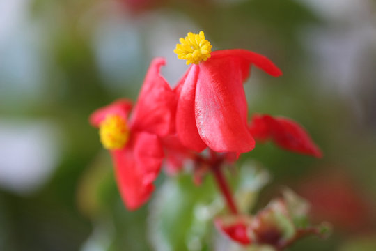 Red mini petunia