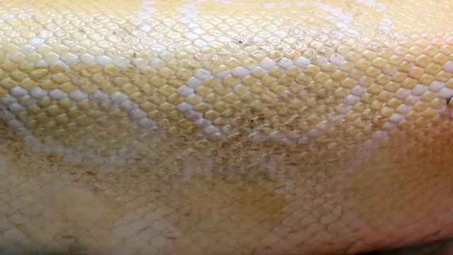 Close up Golden Thai Python (Python bivittatus) snake skin.
