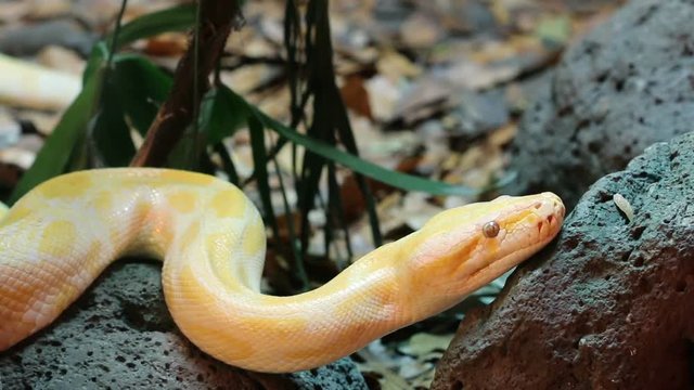 Golden Thai Python (Python bivittatus) snake
