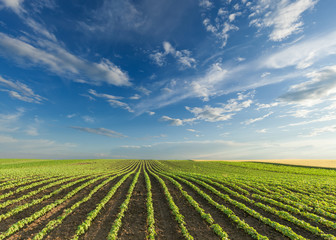 Young soybean crops at idyllic sunny day - obrazy, fototapety, plakaty