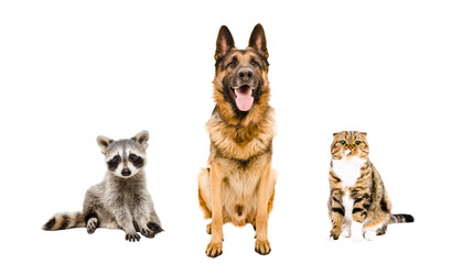 German Shepherd dog, cat  and raccoon sitting together 