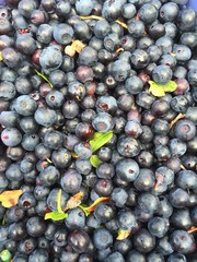 Blueberry