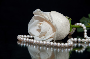 White Rose pearl black background