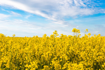 Rape field