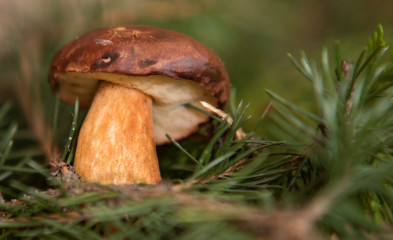 close up on Edible Bay Bolete (Boletus badius )