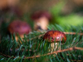 close up on Edible Bay Bolete (Boletus badius )