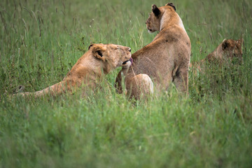 Pride of Lions tending to each other's needs on the Serengeti Plains, Tanzania