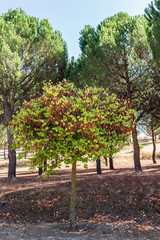 Fototapeta na wymiar Tree in a park with autumn colors