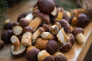 resh woodland fungi with boletus mushrooms