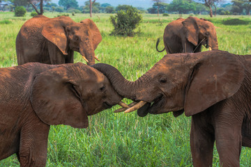 Fototapeta na wymiar Young elephants play fighting in the Taranhire