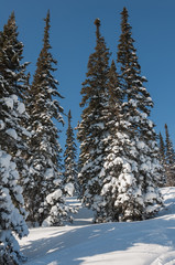 spruce forest snow winter mountains
