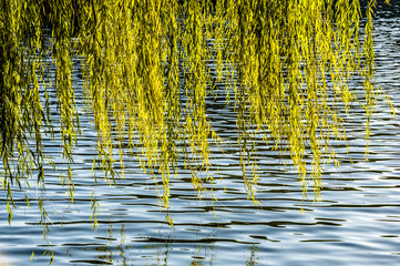Willow at the lakeside