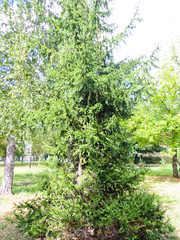 Beautiful fir trees in a city park