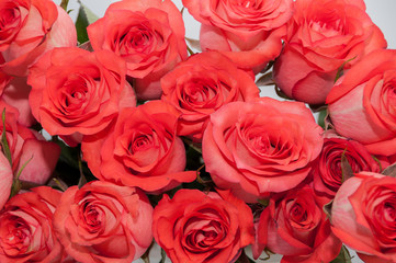 pink red roses background