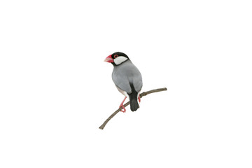 Beautiful bird ,Bird Java sparrow isolated on white background