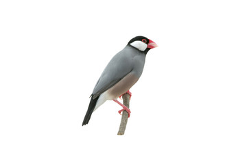 Beautiful bird ,Bird Java sparrow isolated on white background