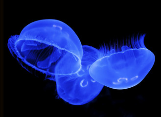 Jellyfish