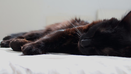 Chat noir endormi