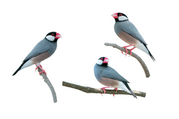 Beautiful bird ,Bird Java sparrow isolated on white background