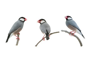 Beautiful bird ,Bird Java sparrow isolated on white background