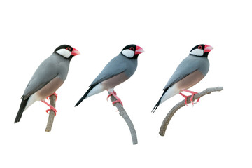 Beautiful bird ,Bird Java sparrow isolated on white background
