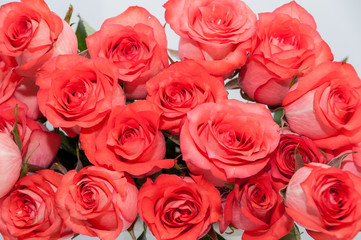 pink roses white background
