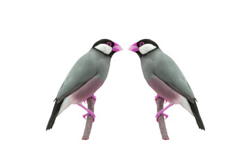 Beautiful bird ,Bird Java sparrow isolated on white background