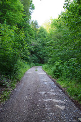 Obraz premium Summer forest path