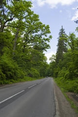 Fototapeta na wymiar Forest road in the summer