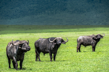 Naklejka na ściany i meble Aggressive buffalo of the Serengeti