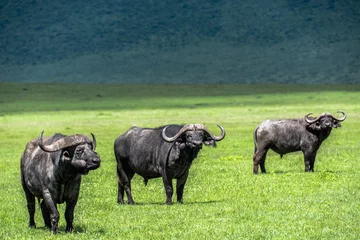 Fotobehang Aggressive buffalo of the Serengeti © Harish