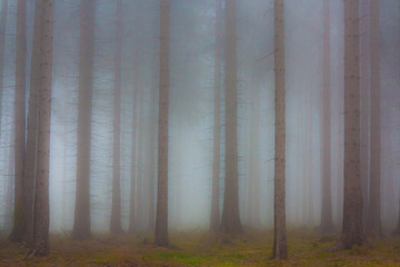 Haunted forest in the fog