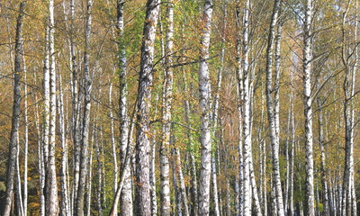 Autumn birch grove in cloudy weather
