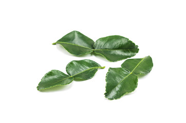 Bergamot leaves isolated on white background.