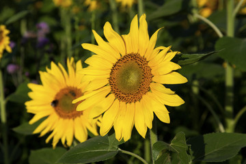 Sonnenblume_einzel_003