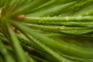 The needles of pine