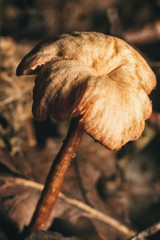 Beautiful forest mushroom.