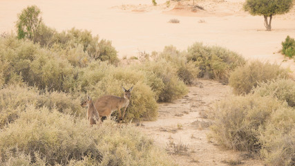 Fototapeta na wymiar Känguru im Mungo Nationalpark im Outback von Australien