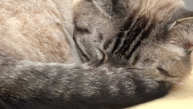 Zoom out from sleepy female Bengal cat curled up