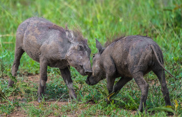Playful warthogs fighting, Serengeti