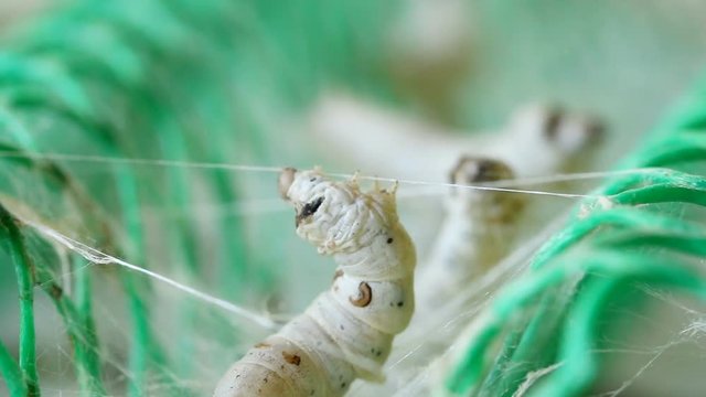 Macro close up. Silk worms make a web silk thread stretched.
