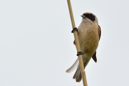 Penduline Tit