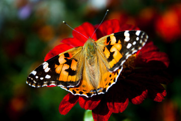 Бабочка Махаон