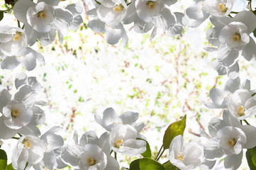 frame white flowers apple tree
