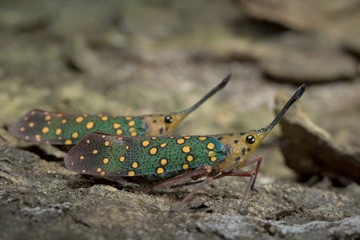 Lantern Fly in Southeast Asia.