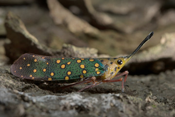 Lantern Fly in Southeast Asia.