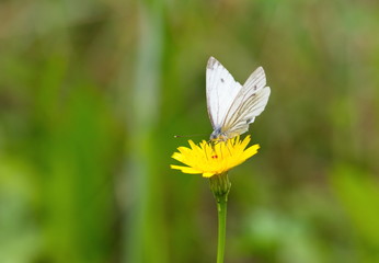 Schmetterling Motte Pieris Rapae auf Löwenzahn Blüte makro Hintergrund